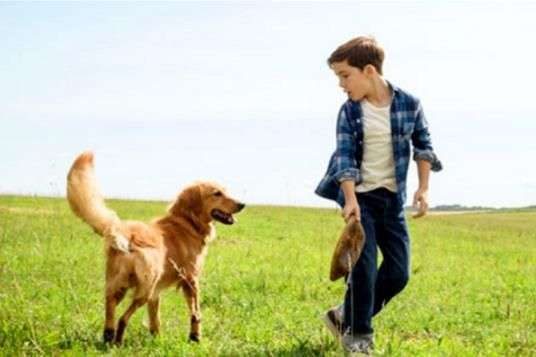 10部經(jīng)典好看的寵物電影推薦，部部都感人至深